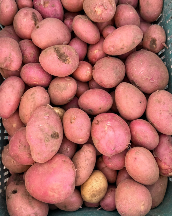 Pomme de terre