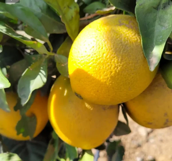 Oranges