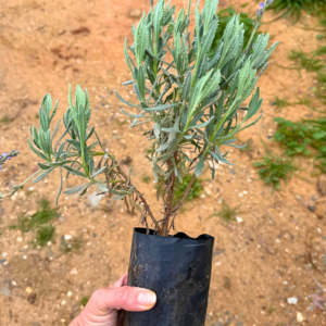 Plant de lavande
