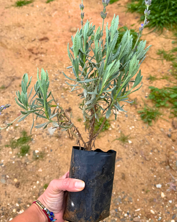 Plant de lavande