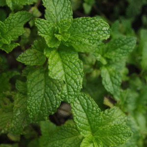 Menthe