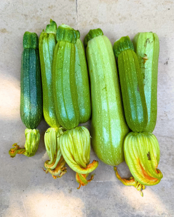Courgette