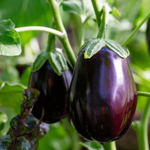 Aubergine