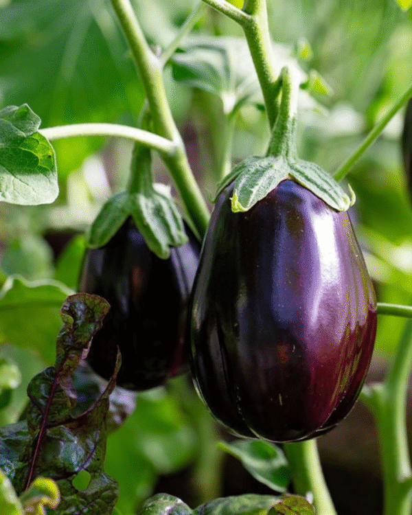 Aubergine