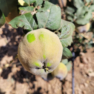 Coing السفرجل