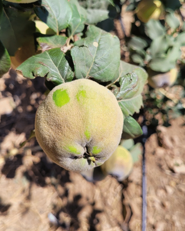 Coing السفرجل
