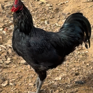 1 Poulet beldi