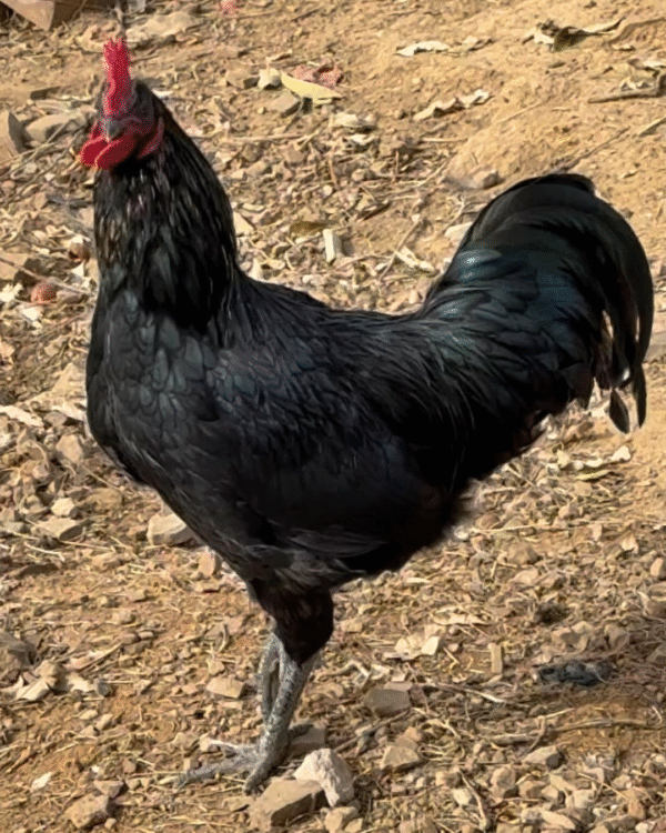1 Poulet beldi