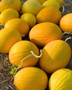 melon jaune canari bio Zitouna Life