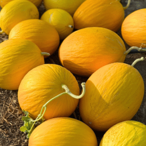 1 kg melon jaune
