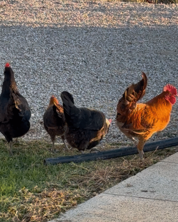 1 Poulet beldi – Image 2