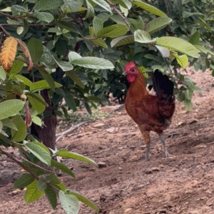Poulet beldi