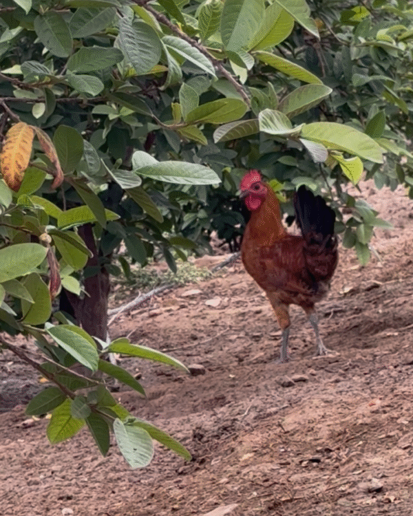 1 Poulet beldi – Image 3