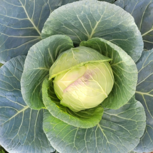Choux vert