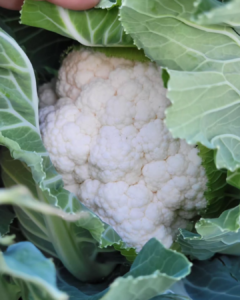 pack-de-10kg-de-feves-ecologiques-graines-originales-38