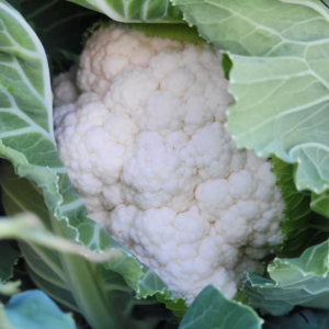 Choux fleur