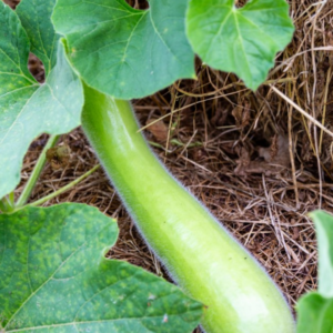 Courgette Slaoui