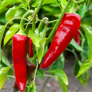 Piment d'Espelette