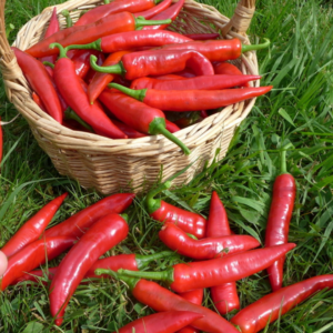 Piment Rouge