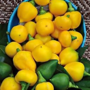 Piment Jaune