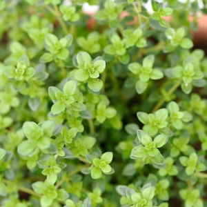 Thym citron
