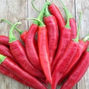 piment sucette rouge bio Zitouna Life