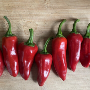 Piment rouge Gorria