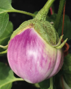 aubergine blanche bio Zitouna Life