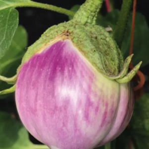 Aubergine