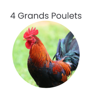 4 Grands Poulets beldi
