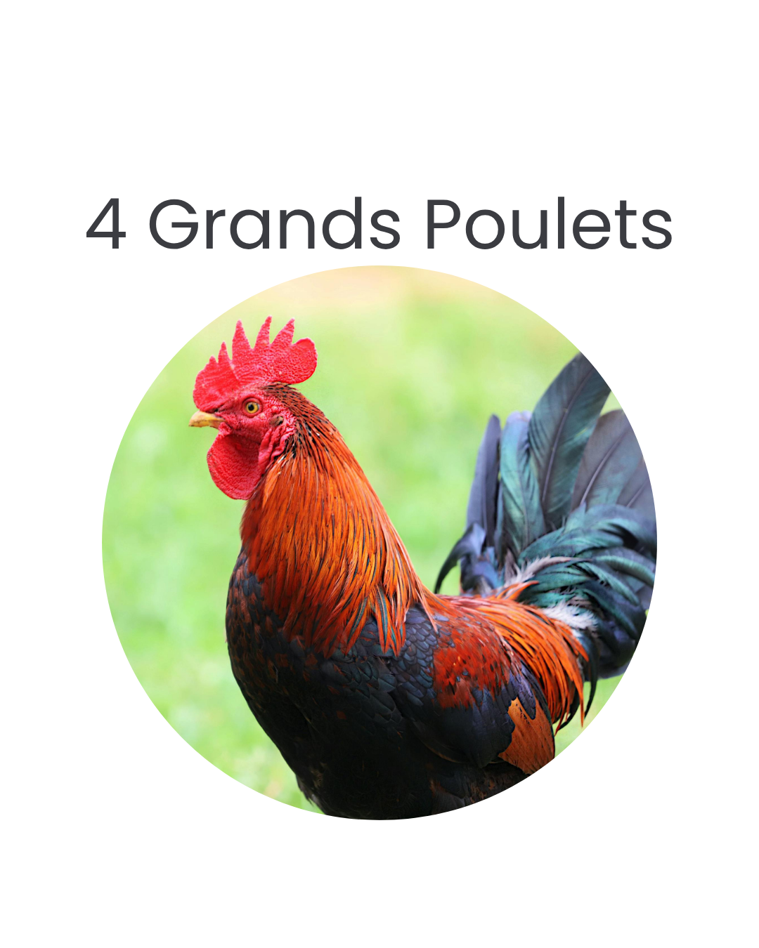 4 Grands Poulets beldi